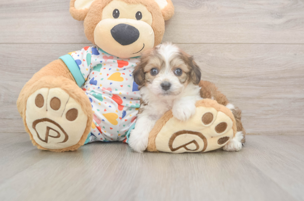 5 week old Cavachon Puppy For Sale - Premier Pups