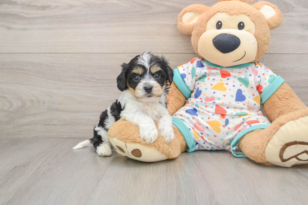 Cavachon Pup Being Cute
