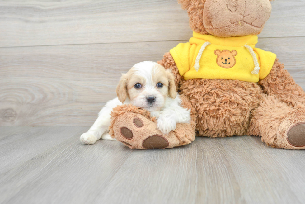 Cavachon Puppy for Adoption