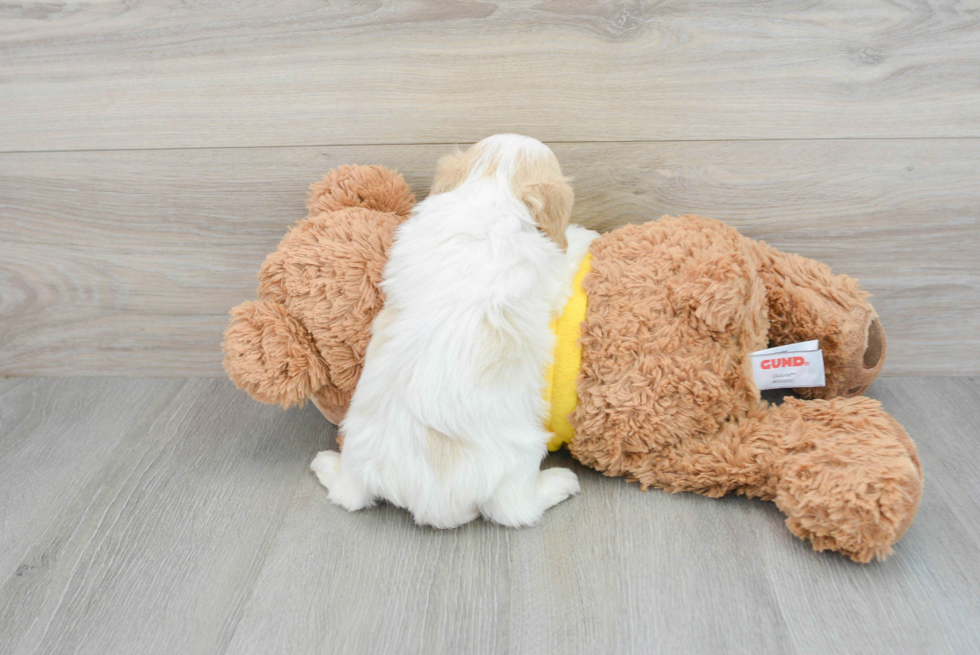 Cavachon Pup Being Cute