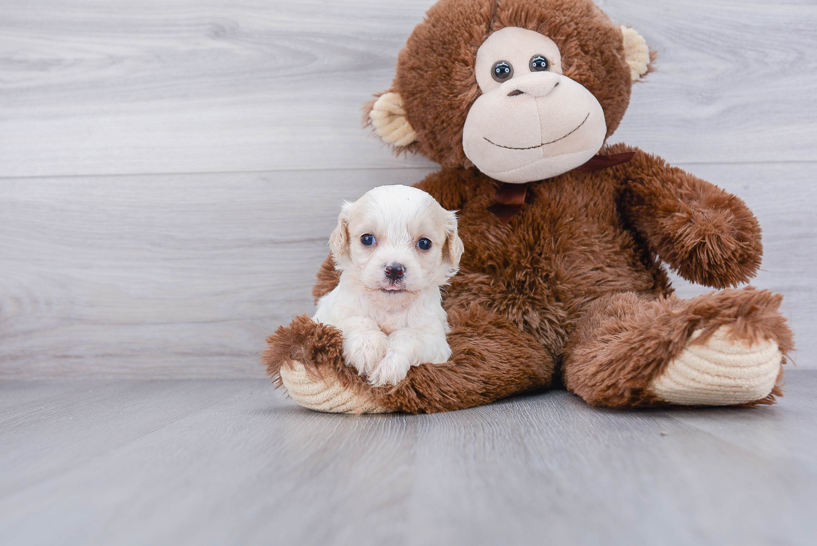 Playful Cavalier Designer Puppy