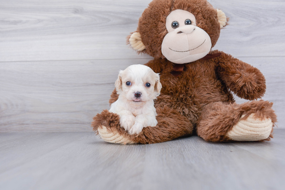 Playful Cavalier Designer Puppy