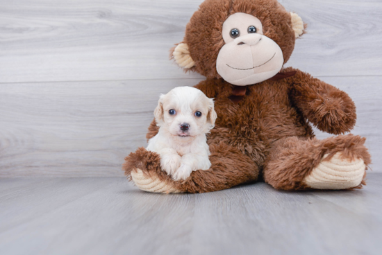 Playful Cavalier Designer Puppy