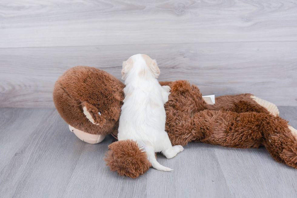 Friendly Cavachon Baby