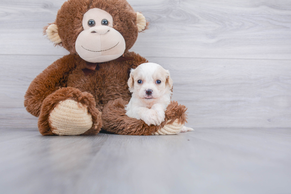 Cavachon Puppy for Adoption