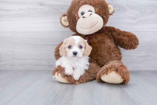 Cavachon Puppy for Adoption