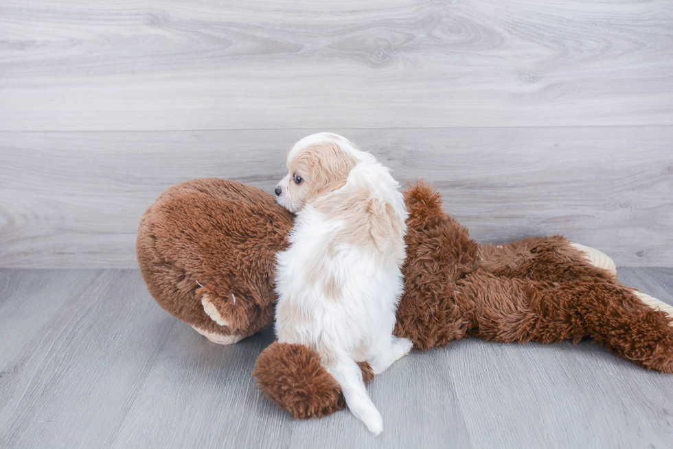 Cavachon Pup Being Cute