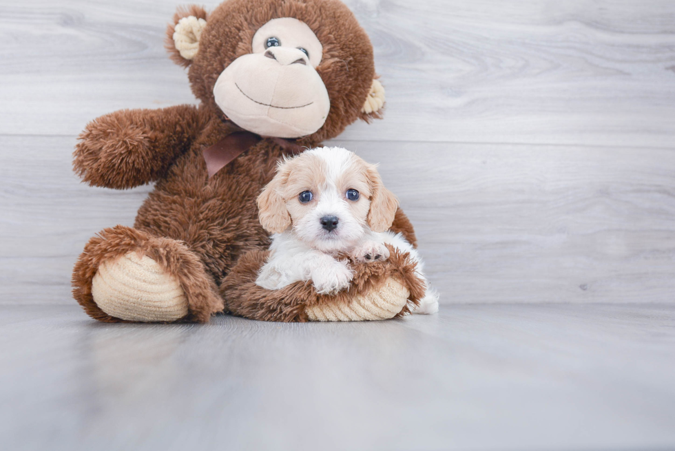 Best Cavachon Baby