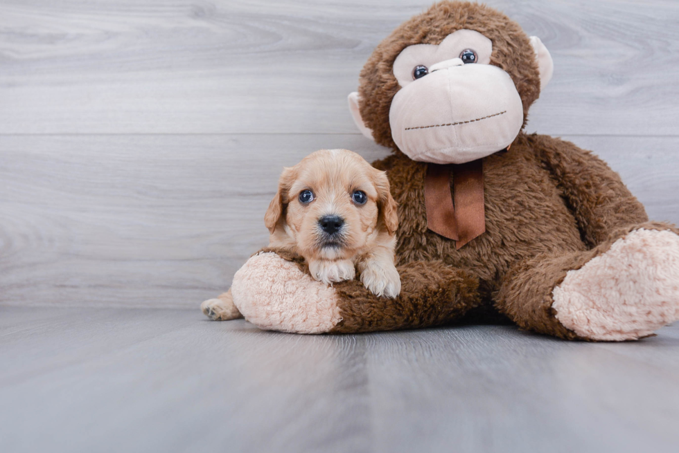 Best Cavachon Baby