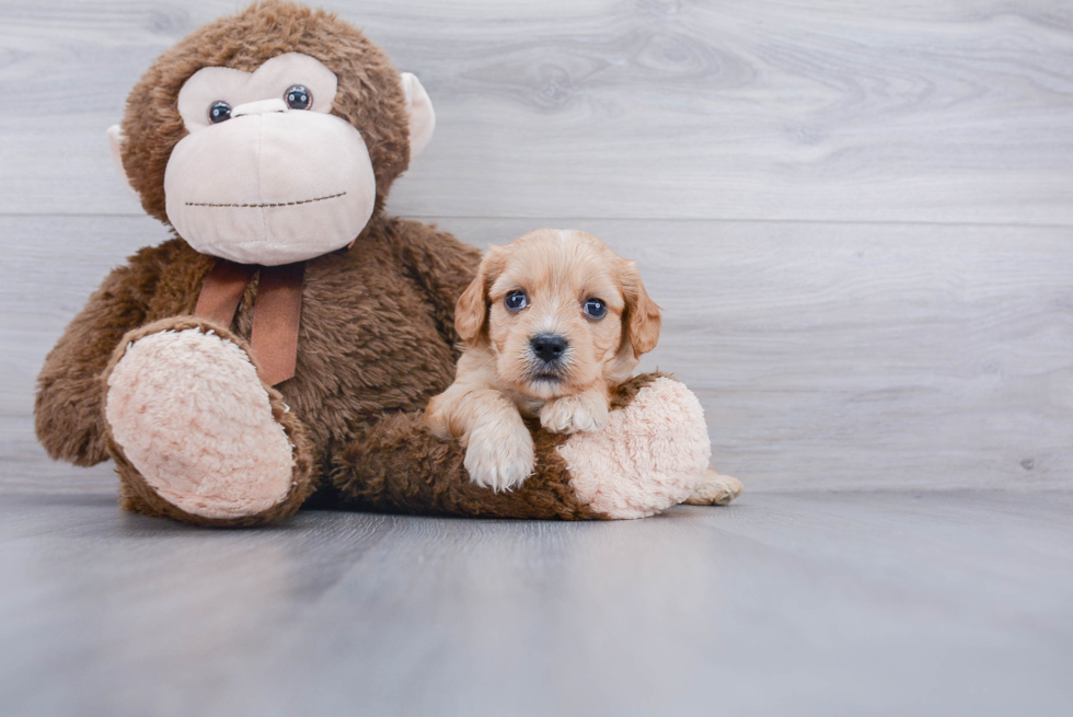 Cavachon Pup Being Cute