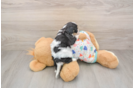 Best Cavachon Baby