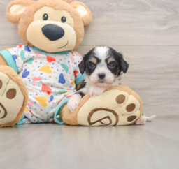 7 week old Cavachon Puppy For Sale - Premier Pups