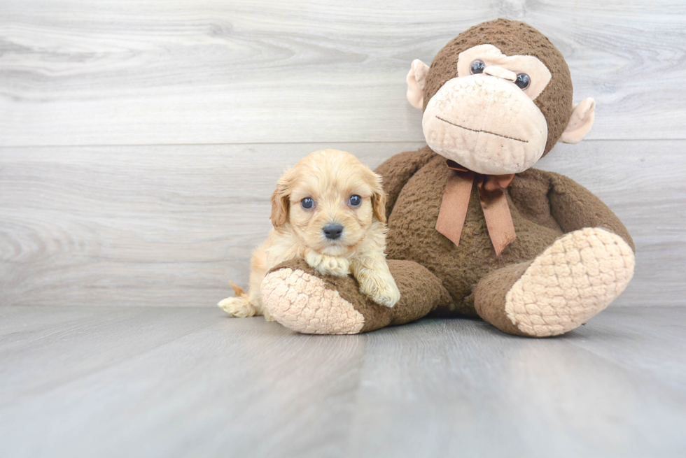 Petite Cavachon Designer Pup