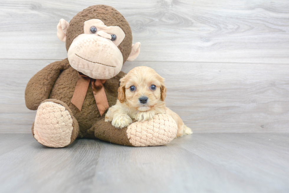 Cavachon Pup Being Cute