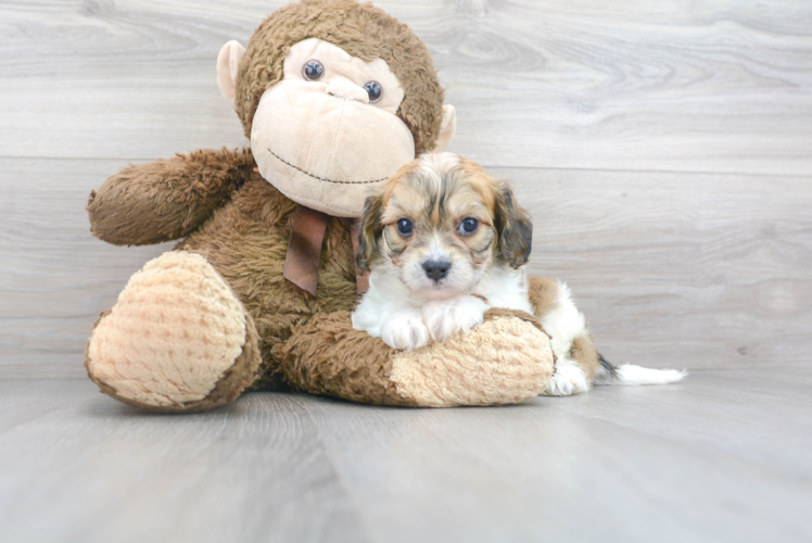 Cute Cavachon Baby