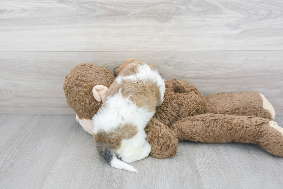 Cute Cavachon Designer Pup
