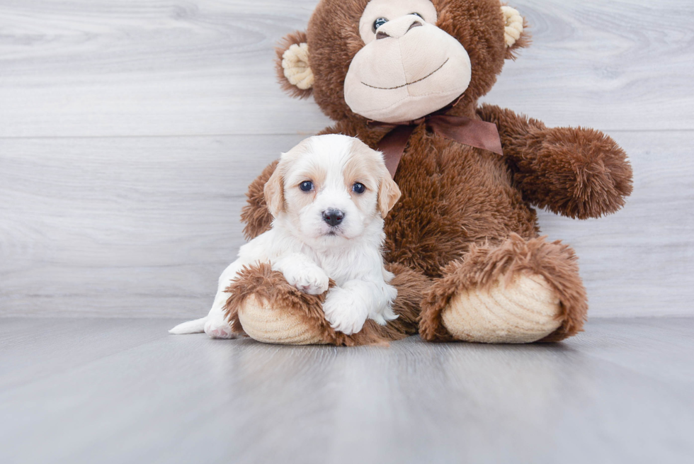 Small Cavachon Baby