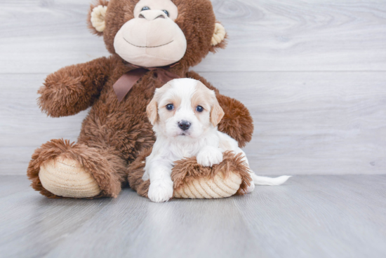 Little Cavalier Designer Puppy