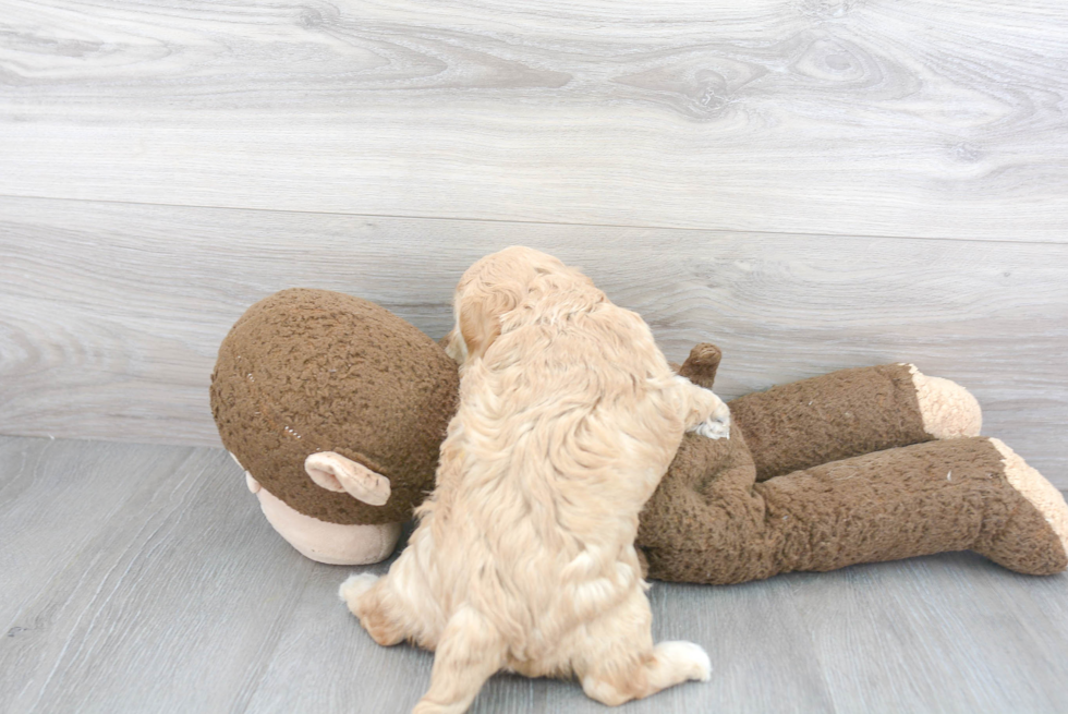 Cavachon Pup Being Cute