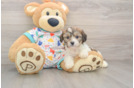 Hypoallergenic Cavalier Bichon Designer Puppy