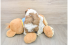 Cavachon Puppy for Adoption