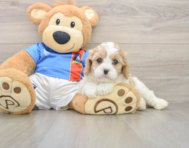 6 week old Cavachon Puppy For Sale - Premier Pups