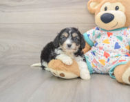 5 week old Cavachon Puppy For Sale - Premier Pups