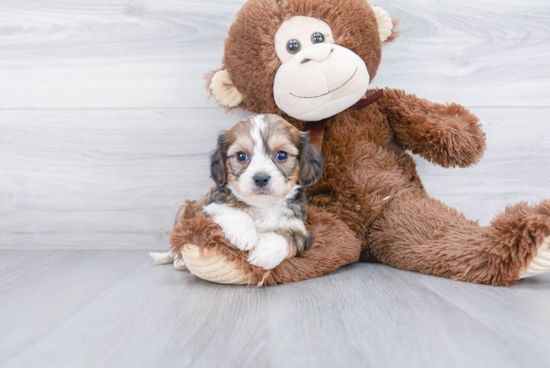 Cavachon Pup Being Cute