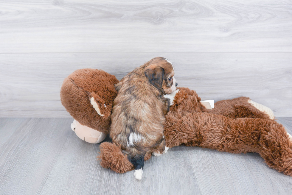 Best Cavachon Baby