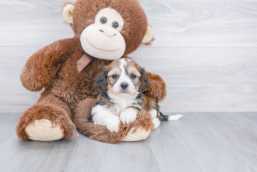 Cavachon Pup Being Cute