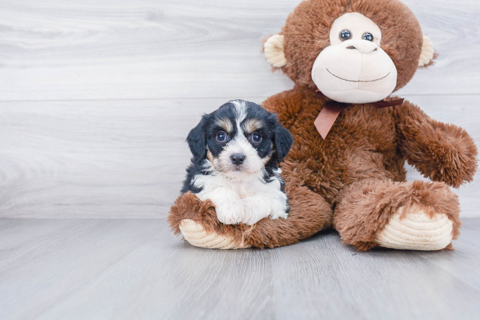 Friendly Cavachon Baby