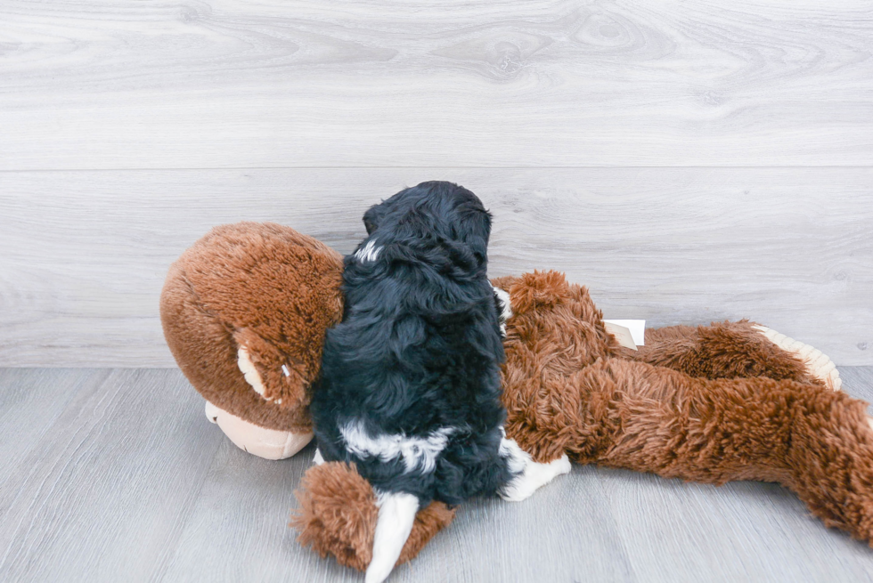 Playful Cavalier Designer Puppy