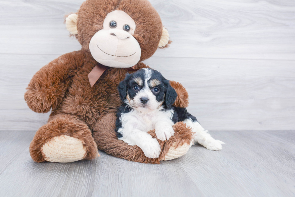 Friendly Cavachon Baby