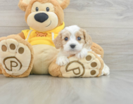 5 week old Cavachon Puppy For Sale - Premier Pups