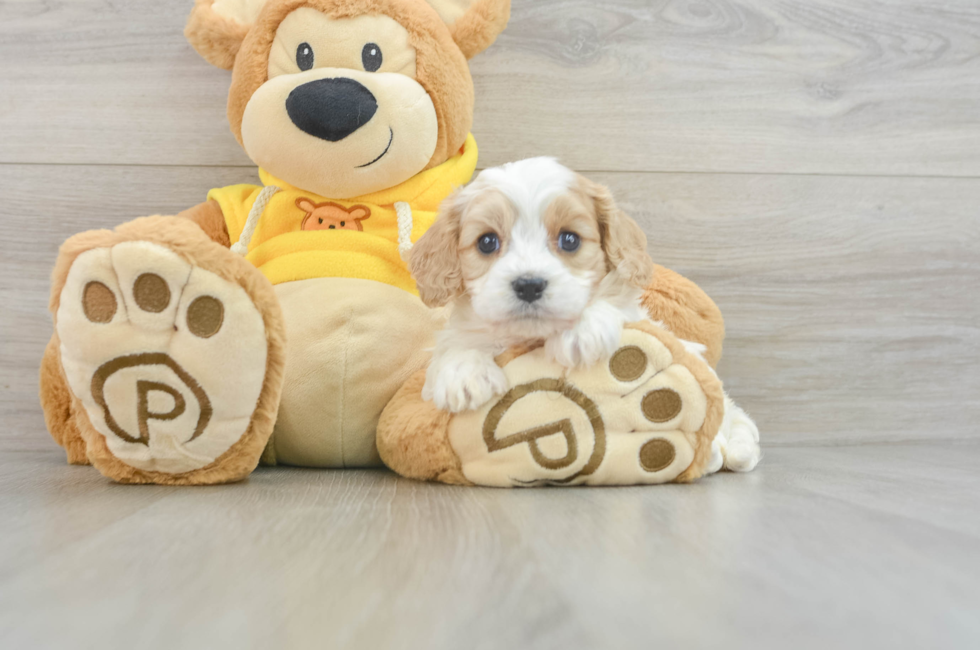 6 week old Cavachon Puppy For Sale - Premier Pups