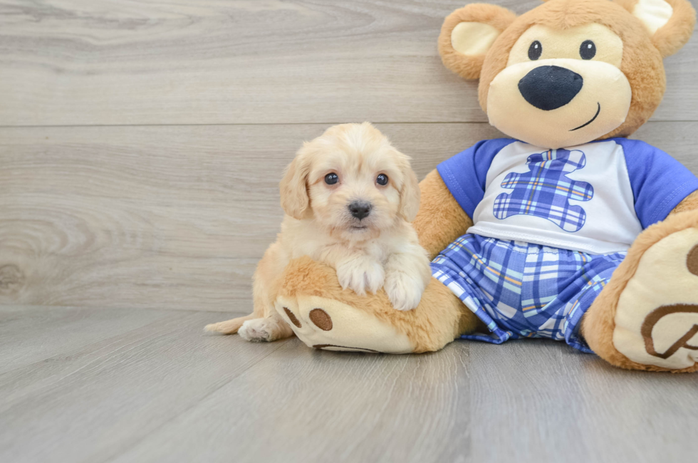 5 week old Cavachon Puppy For Sale - Premier Pups