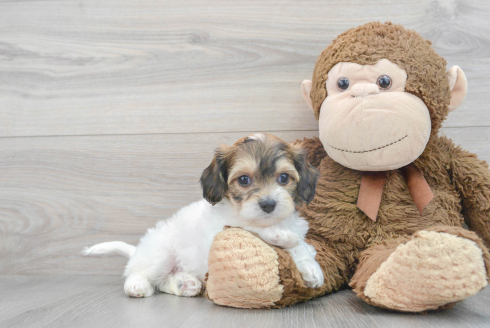 Best Cavachon Baby