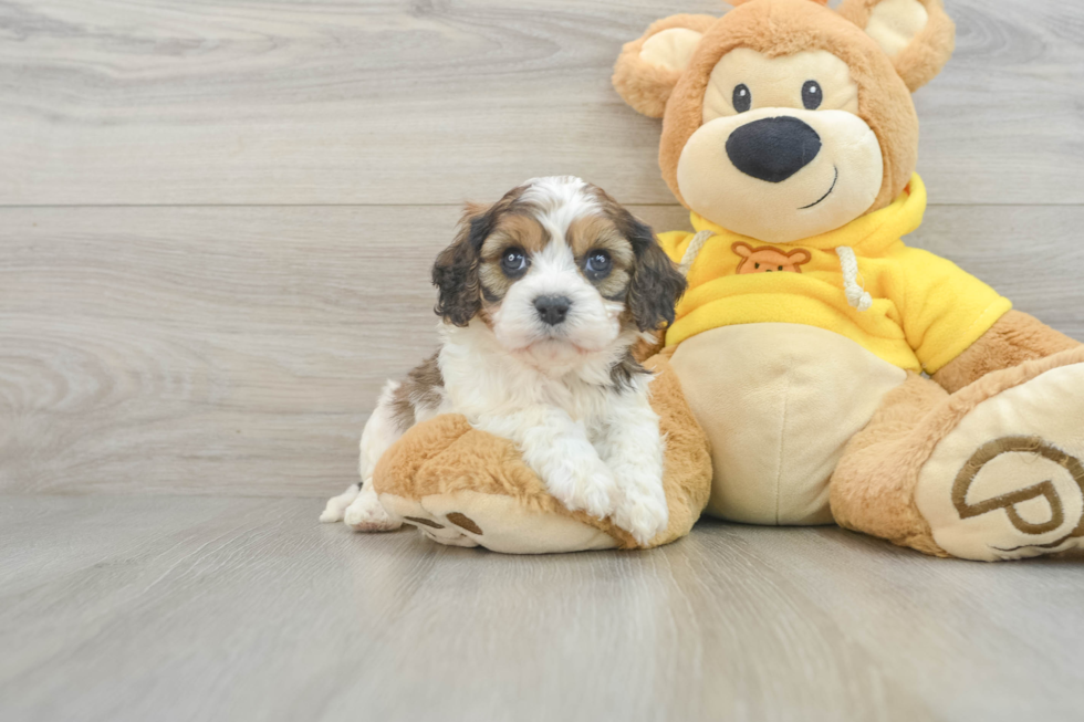 Fluffy Cavachon Designer Pup