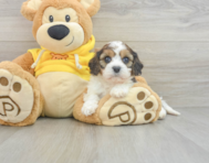 5 week old Cavachon Puppy For Sale - Premier Pups