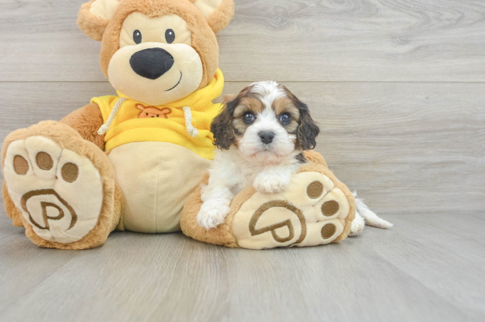 6 week old Cavachon Puppy For Sale - Premier Pups