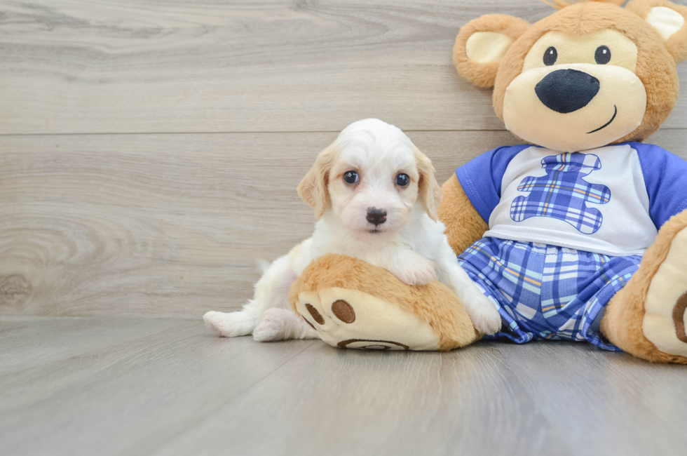 5 week old Cavachon Puppy For Sale - Premier Pups