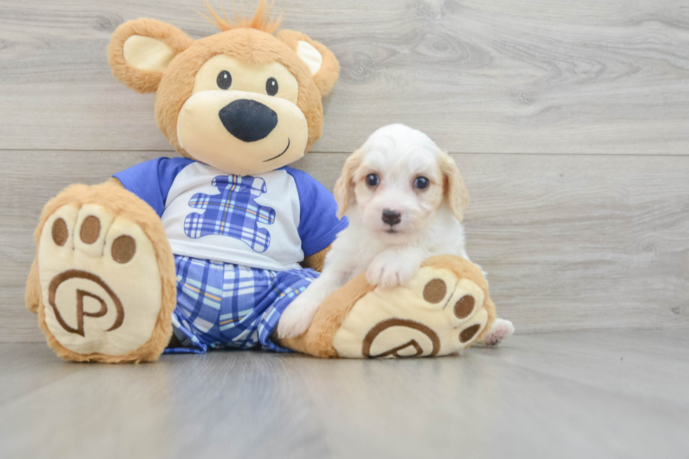 Funny Cavachon Designer Pup