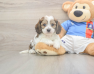 5 week old Cavachon Puppy For Sale - Premier Pups