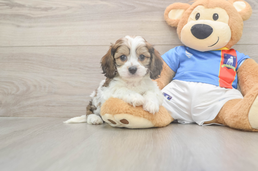 5 week old Cavachon Puppy For Sale - Premier Pups