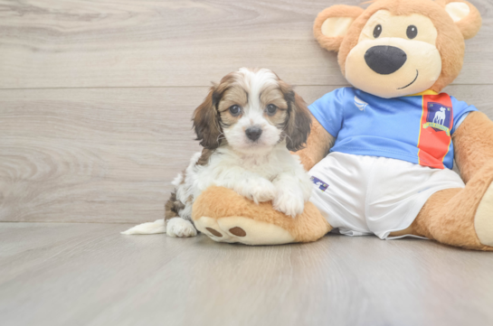 Best Cavachon Baby