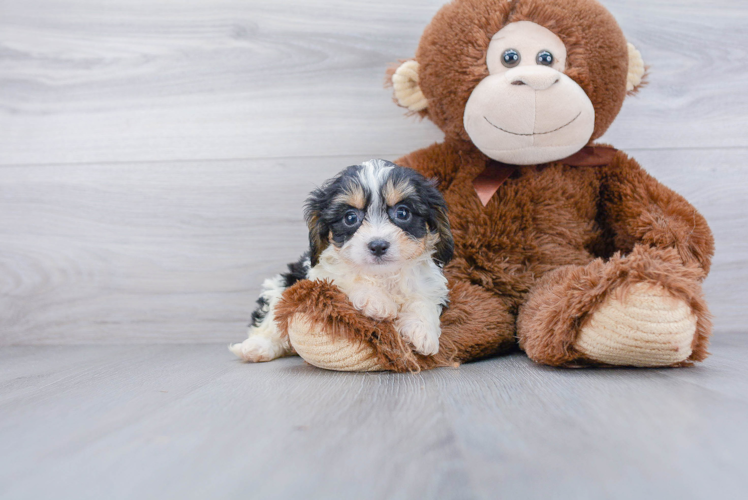 Little Cavalier Designer Puppy