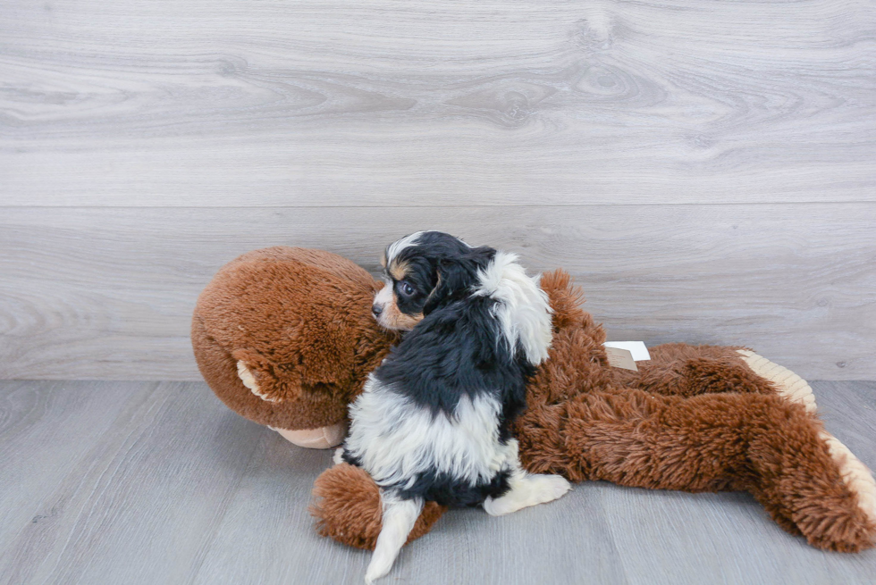 Cavachon Pup Being Cute