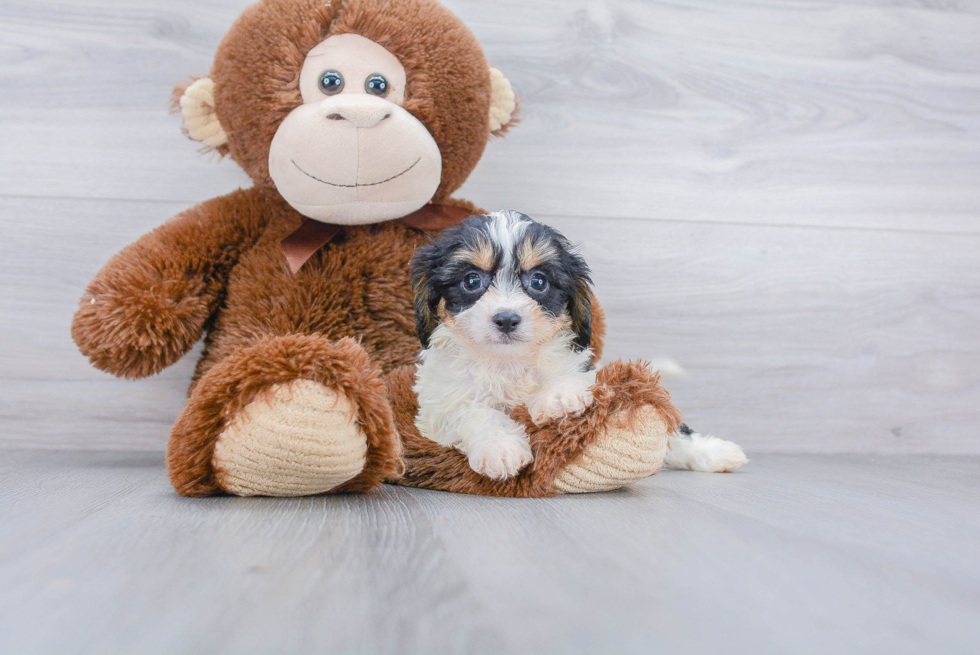 Best Cavachon Baby