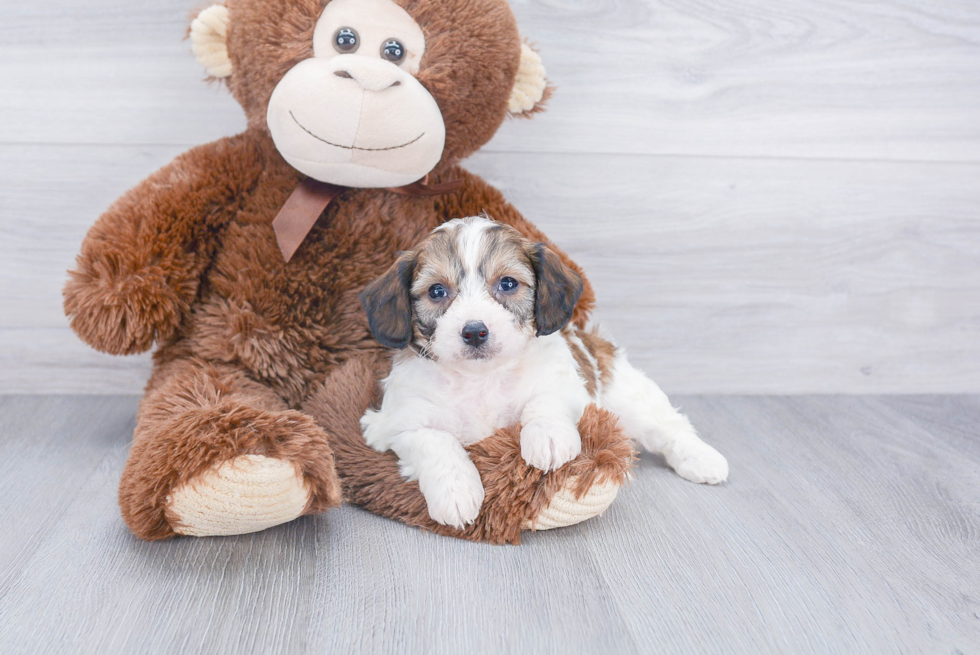 Best Cavachon Baby