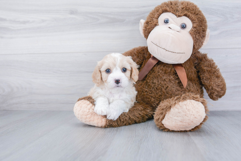 Fluffy Cavachon Designer Pup